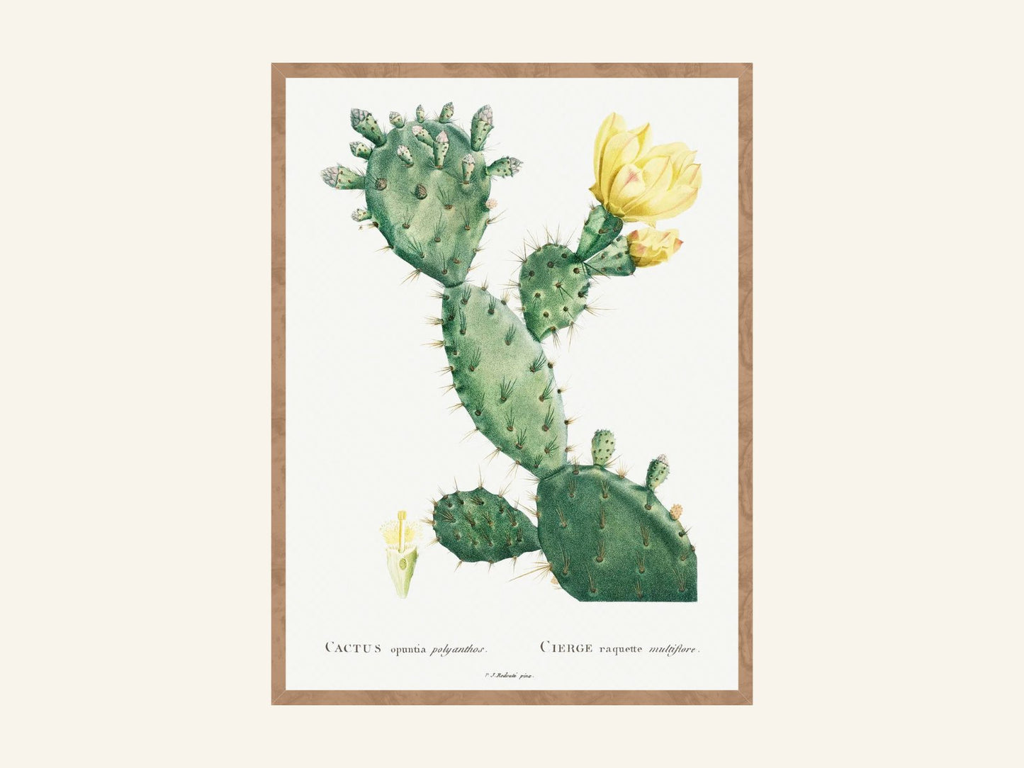 Poster of Aloe Opuntia Polyanthos - copper.red.co